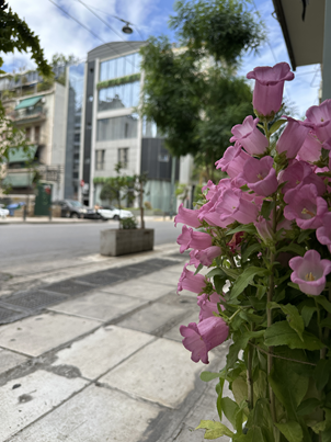 Cookaki Bell Kitchen exterior in spring with pink flowering plants, Koukáki Athens