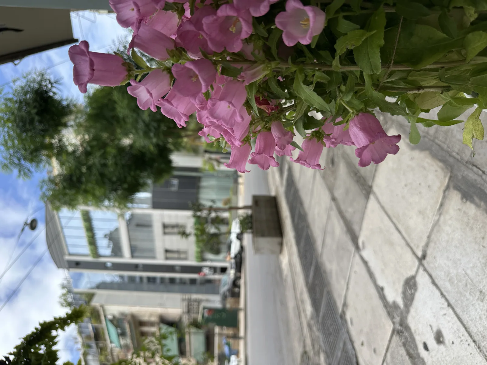 COOKaki Bell Kitchen exterior in spring with pink flowering plants, Koukáki Athens